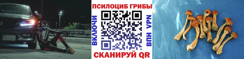 Псилоцибиновые грибы Psilocybe  Динская 